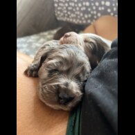 Cocker Spaniel (Working &amp; Show) - Both
