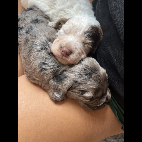 Cocker Spaniel (Working &amp; Show) - Both
