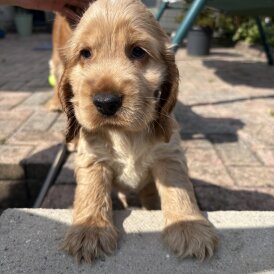 Cocker Spaniel (Working &amp; Show) - Dogs