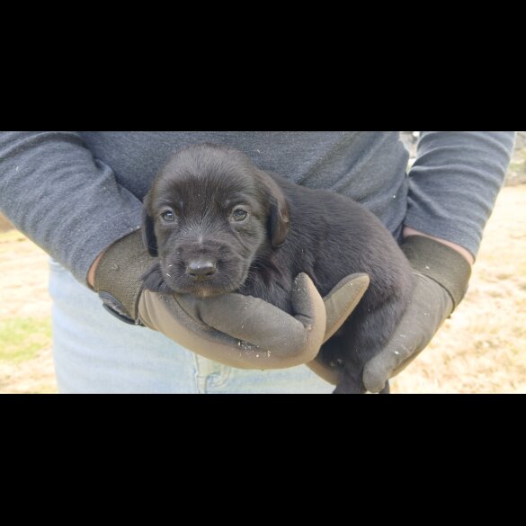 Labrador Retriever - Both