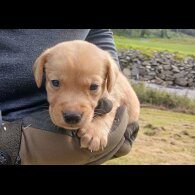 Labrador Retriever - Both