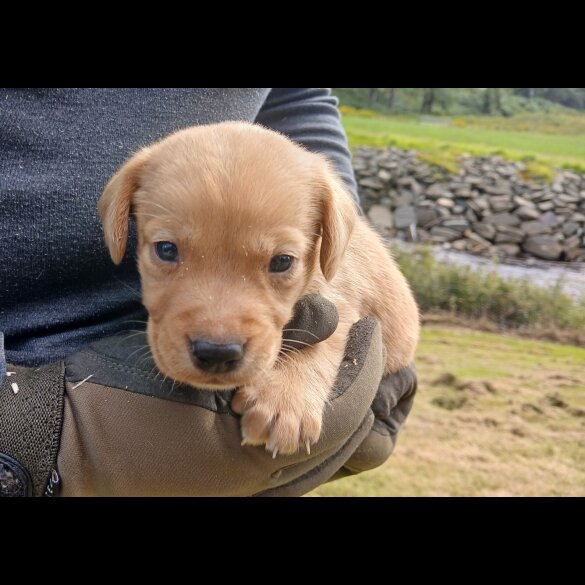 Labrador Retriever - Both