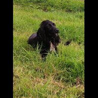 Labrador Retriever - Both