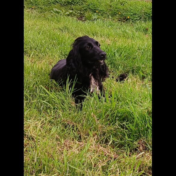 Labrador Retriever - Both
