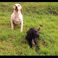 Labrador Retriever - Both