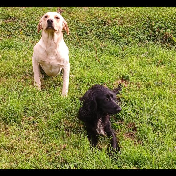 Labrador Retriever - Both
