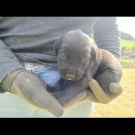 Labrador Retriever - Both