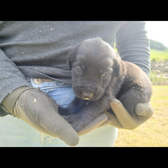 Labrador Retriever - Both