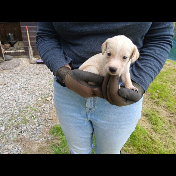Labrador Retriever - Both