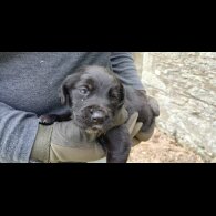 Labrador Retriever - Both