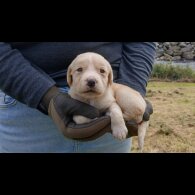 Labrador Retriever - Both