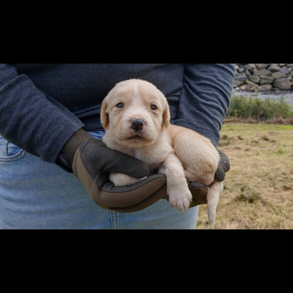 Labrador Retriever - Both