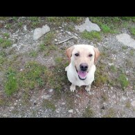 Labrador Retriever - Both