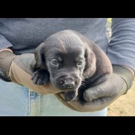 Labrador Retriever - Both