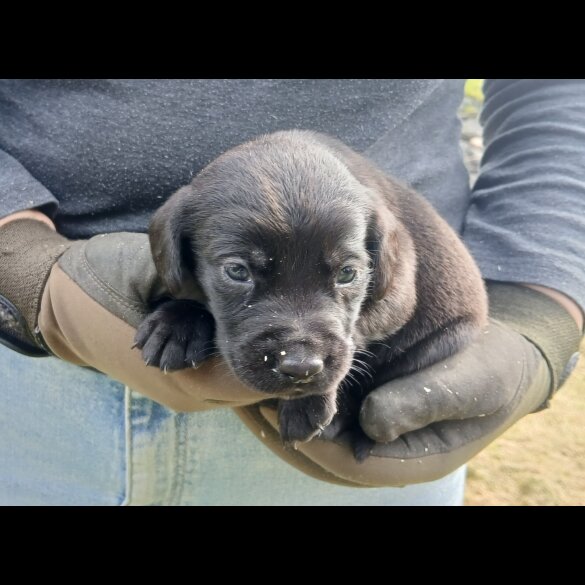 Labrador Retriever - Both
