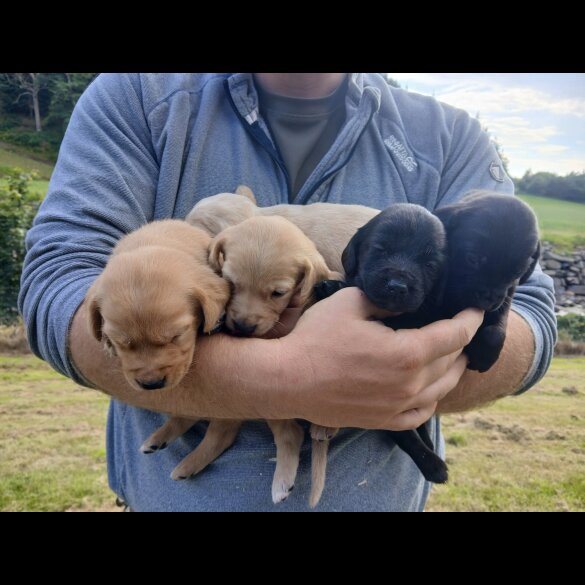 Labrador Retriever - Both