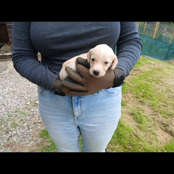 Labrador Retriever - Both