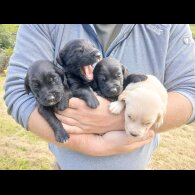 Labrador Retriever - Both