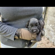Labrador Retriever - Both