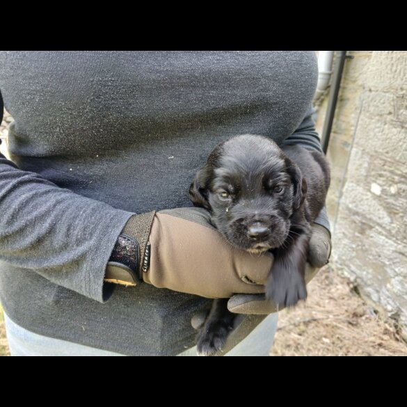 Labrador Retriever - Both