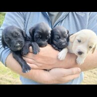 Labrador Retriever - Both