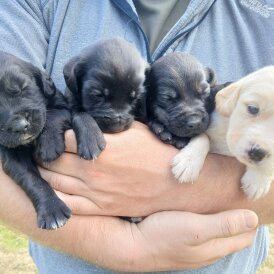 Labrador Retriever - Both