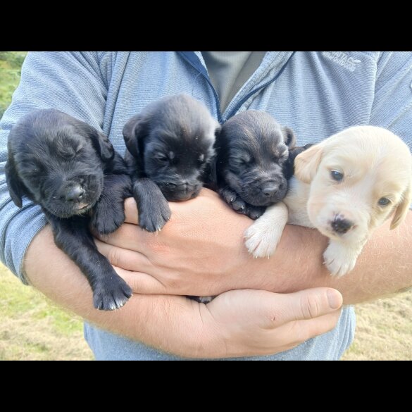 Labrador Retriever - Both