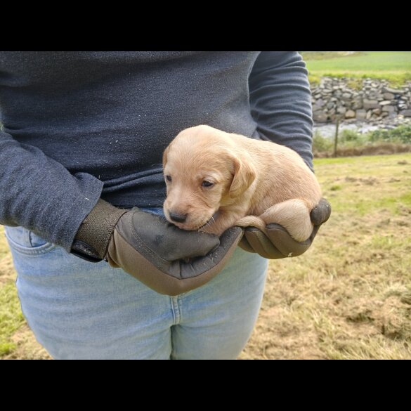 Labrador Retriever - Both