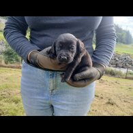 Labrador Retriever - Both