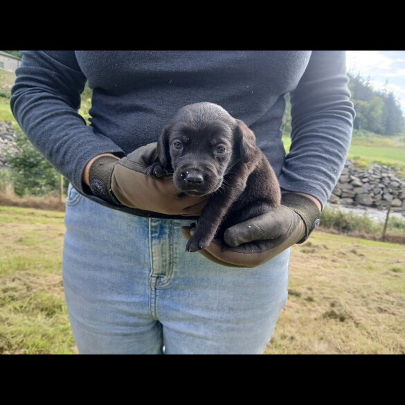 Labrador Retriever - Both