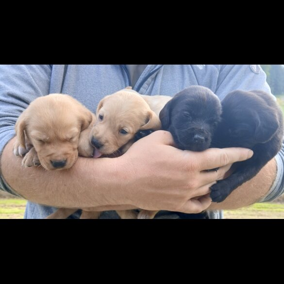 Labrador Retriever - Both