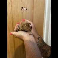 Cockapoo - Both