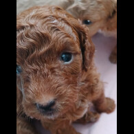 Cockapoo - Both