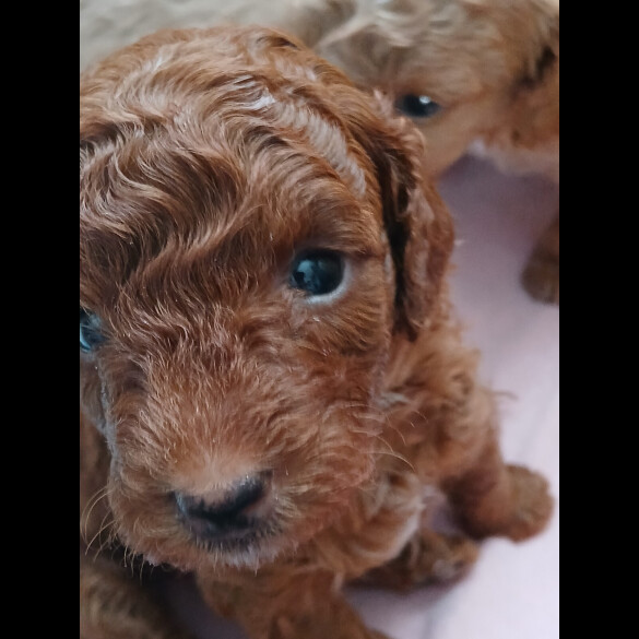 Cockapoo - Both