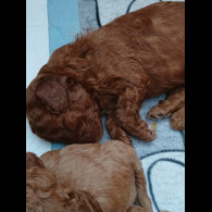 Cockapoo - Both