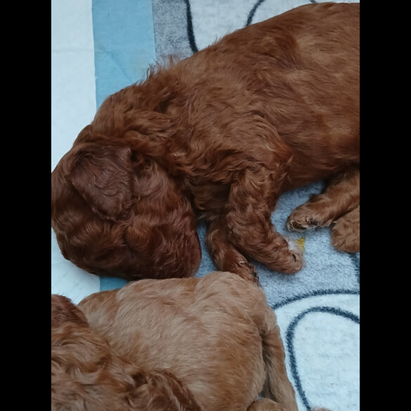 Cockapoo - Both