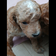 Cockapoo - Both
