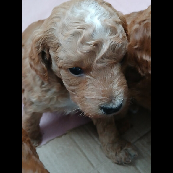 Cockapoo - Both