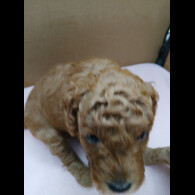 Cockapoo - Both