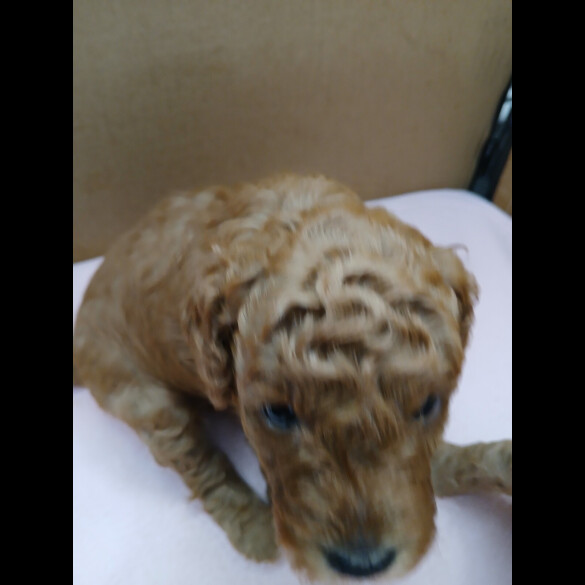 Cockapoo - Both
