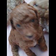 Cockapoo - Both