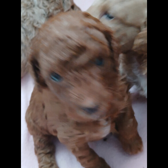 Cockapoo - Both