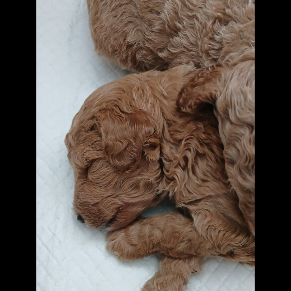 Cockapoo - Both