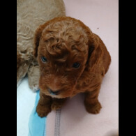 Cockapoo - Both