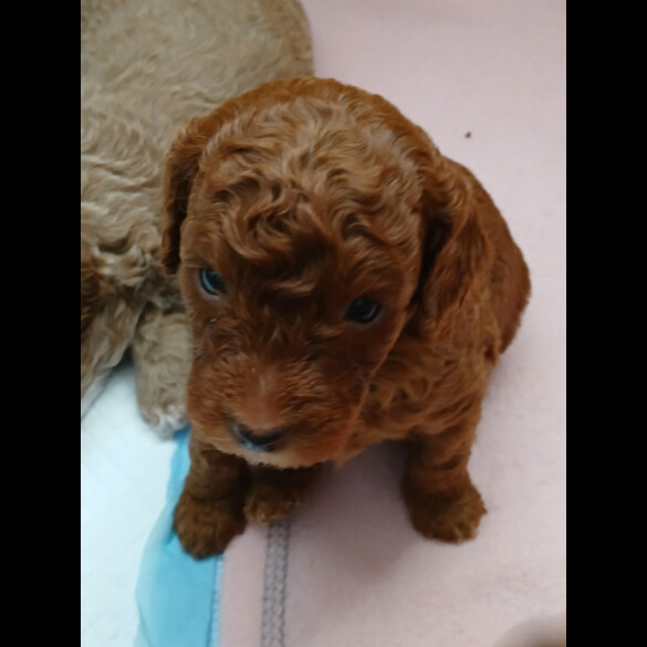 Cockapoo - Both