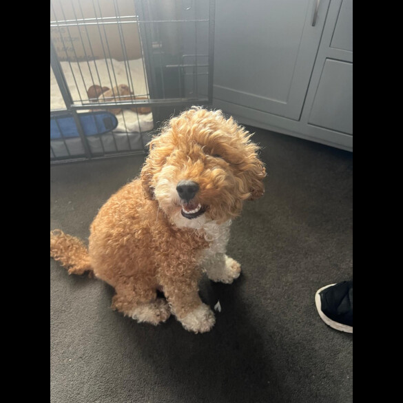 Cockapoo - Both