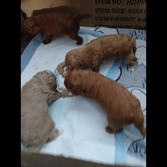 Cockapoo - Both