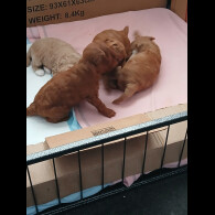 Cockapoo - Both