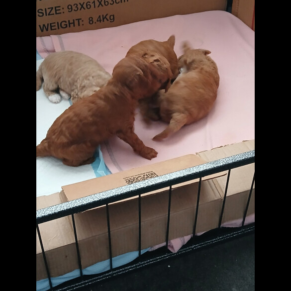 Cockapoo - Both