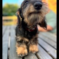 Dachshund (Standard &amp; Miniature) - Both